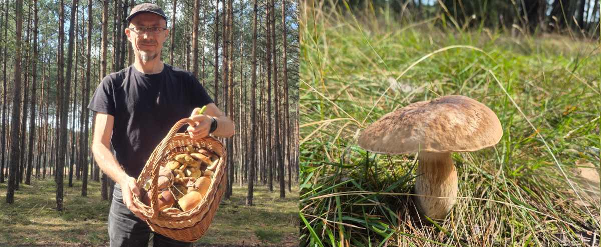 Szybkie grzybobranie.