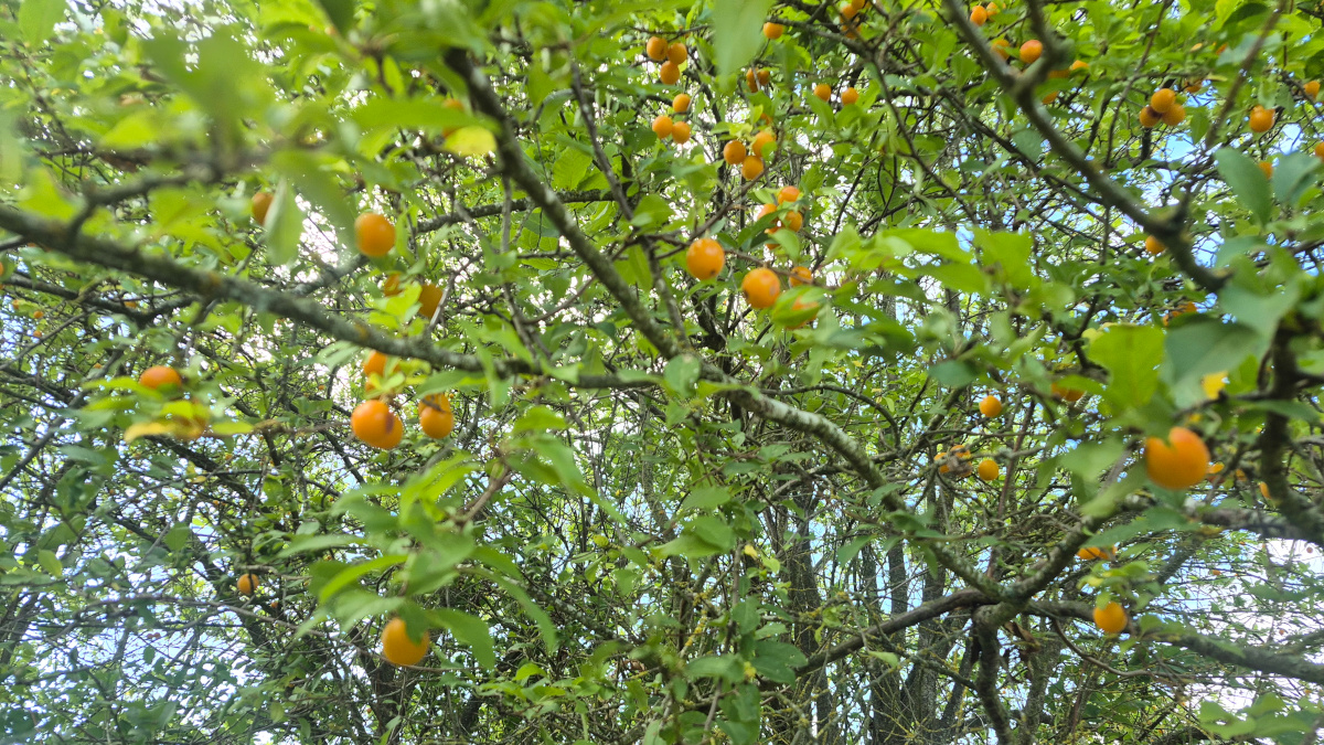 Ścieżka piesza z Nowej Wsi Ujskiej do Ujścia