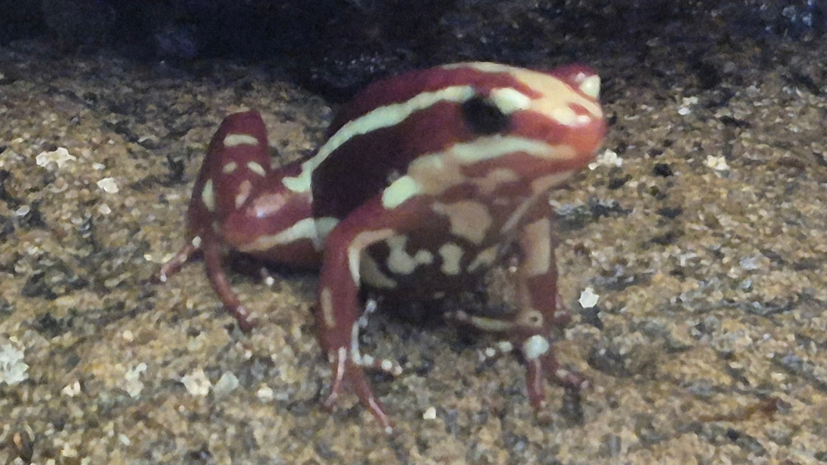 Wycieczka do Starego Zoo w Poznaniu